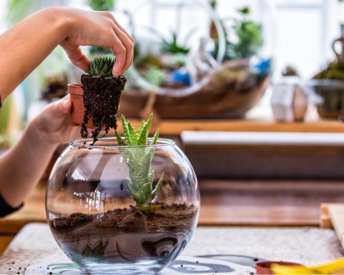 - Terrarium Workshops - Terrarium September 2024